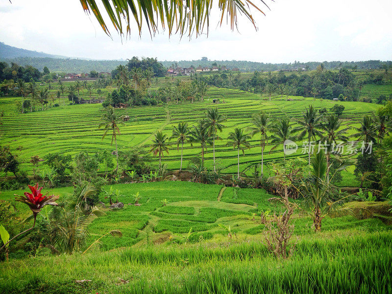 印尼巴厘岛的Jatiluwih rice paddies
